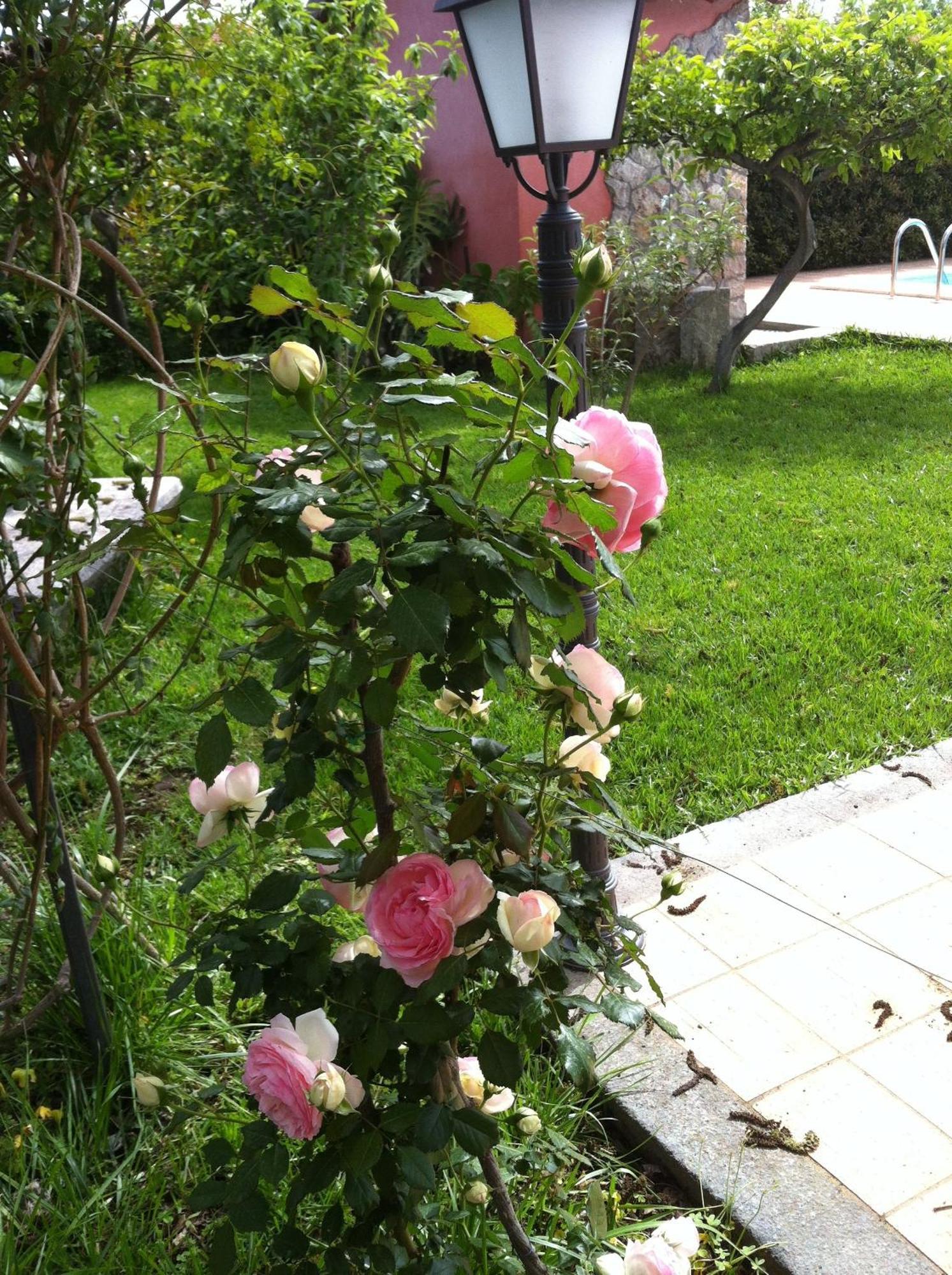 Il Giardino Segreto Bed & Breakfast Trappitello Exterior photo
