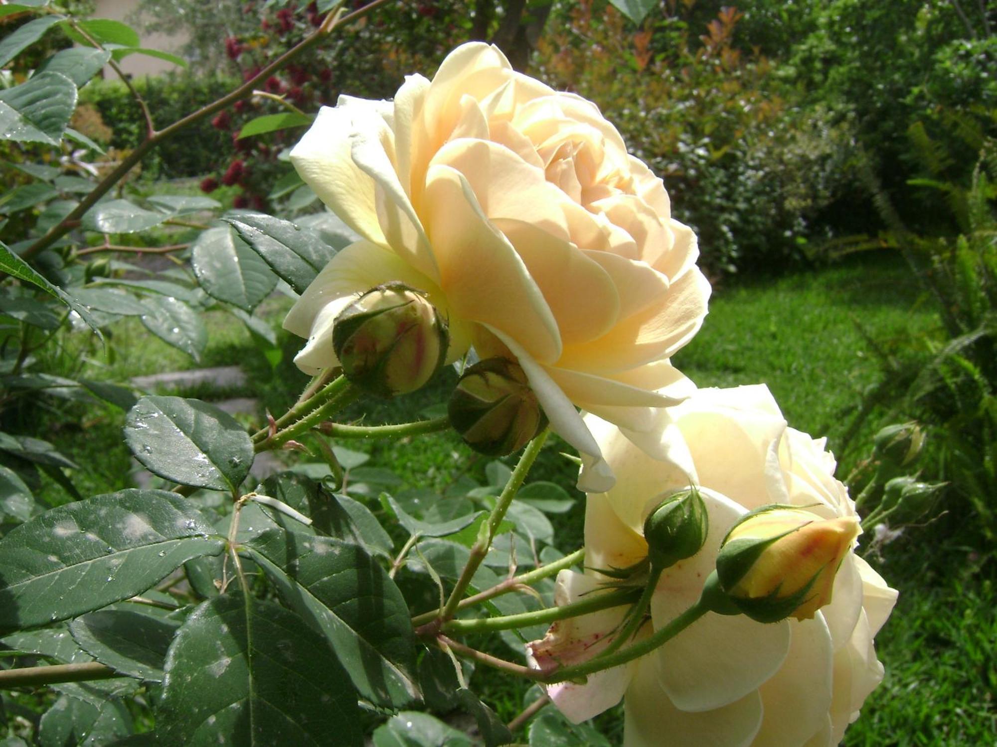Il Giardino Segreto Bed & Breakfast Trappitello Room photo