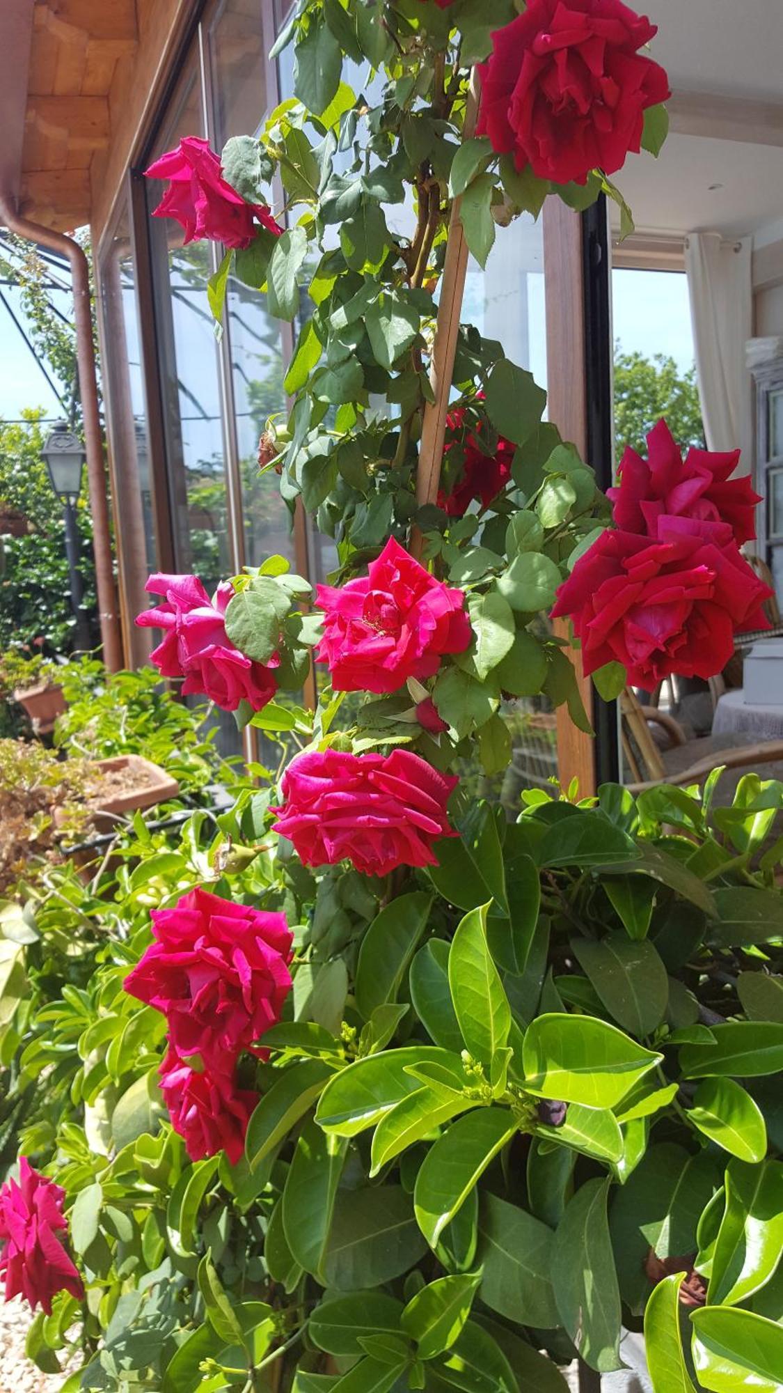 Il Giardino Segreto Bed & Breakfast Trappitello Exterior photo